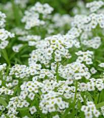 Lobulária Easter Bonnet White - Lobularia maritima - predaj semien - 50 ks