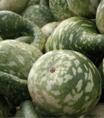 Tekvica okrasná Cobra - Cucurbita lagenaria - predaj semien - 5 ks