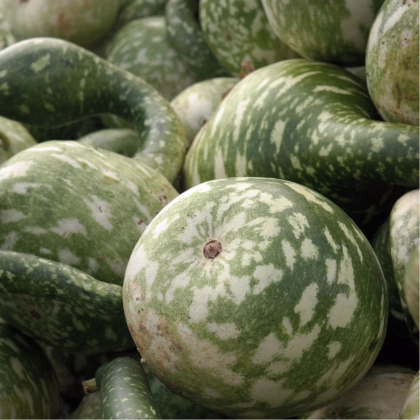 Tekvica okrasná Cobra - Cucurbita lagenaria - predaj semien - 5 ks