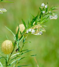 Gompokarpus Levia guľa - Gomphocarpus physocarpus - predaj semien - 30 ks