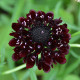 Chrastec tmavonachový Black Knight - Scabiosa atropurpurea - predaj semien - 30 ks