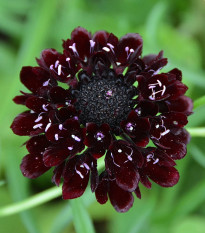 Chrastec tmavonachový Black Knight - Scabiosa atropurpurea - predaj semien - 30 ks