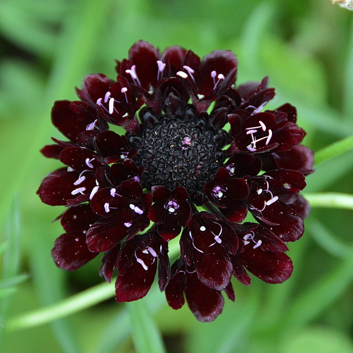 Chrastec tmavonachový Black Knight - Scabiosa atropurpurea - predaj semien - 30 ks