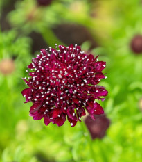 Chrastec tmavočervený Fire King - Scabiosa atropurpurea - predaj semien - 30 ks