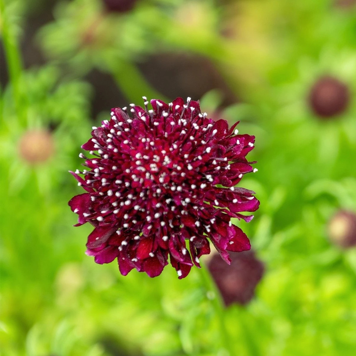 Chrastec tmavočervený Fire King - Scabiosa atropurpurea - predaj semien - 30 ks