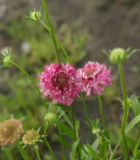 Chrastec lososový QIS Salmon - Scabiosa atropurpurea - predaj semien - 30 ks