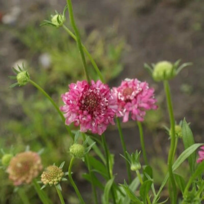 Chrastec lososový QIS Salmon - Scabiosa atropurpurea - predaj semien - 30 ks