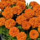Aksamietnica rozložitá Super Hero Deep Orange - Tagetes patula - predaj semien - 30 ks