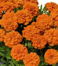 Aksamietnica rozložitá Super Hero Deep Orange - Tagetes patula - predaj semien - 30 ks