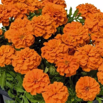 Aksamietnica rozložitá Super Hero Deep Orange - Tagetes patula - predaj semien - 30 ks