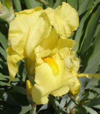 Kosatec nemecký Maui Moonlight - Iris germanica - predaj hľúz - 1 ks