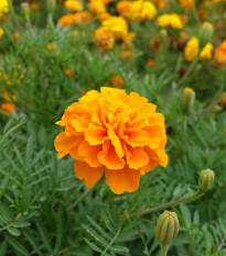 Aksamietnica rozložitá Hot Pak Orange - Tagetes patula - predaj semien - 30 ks