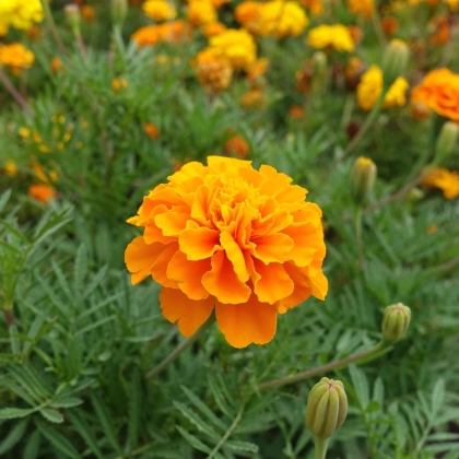 Aksamietnica rozložitá Hot Pak Orange - Tagetes patula - predaj semien - 30 ks