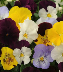 Sirôtka záhradná Cool Wave zmes farieb F1 - Viola x wittrockiana - predaj semien - 10 ks
