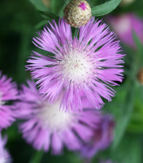Amberboa ostnitá Desert Star - Amberboa muricata - predaj semien - 50 ks