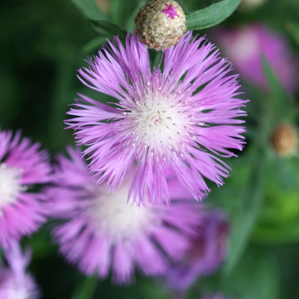 Amberboa ostnitá Desert Star - Amberboa muricata - predaj semien - 50 ks