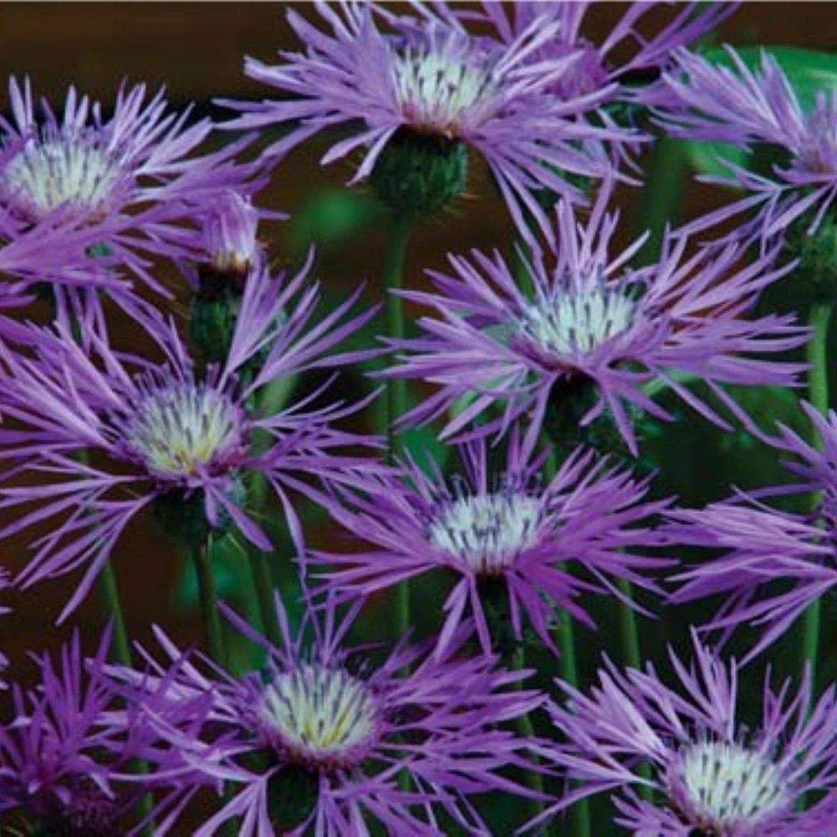 Amberboa ostnitá Desert Star - Amberboa muricata - predaj semien - 50 ks