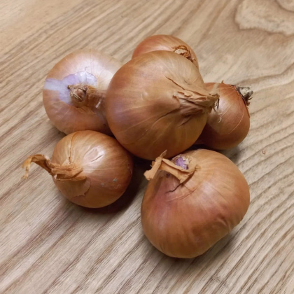 BIO Cibuľa šalotka Biztro - Allium cepa - predaj bio cibule - 150 g