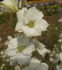 Ostrôžka poľná biela - Consolida regalis - semená ostrôžky - 100 ks