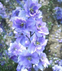 Ostrôžka poľná fialová - Consolida regalis - predaj semien - 100 ks