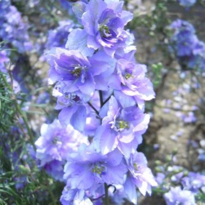 Ostrôžka poľná fialová - Consolida regalis - predaj semien - 100 ks