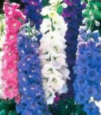 Ostrôžka poľná zmes farieb - Consolida regalis - predaj semien - 100 ks