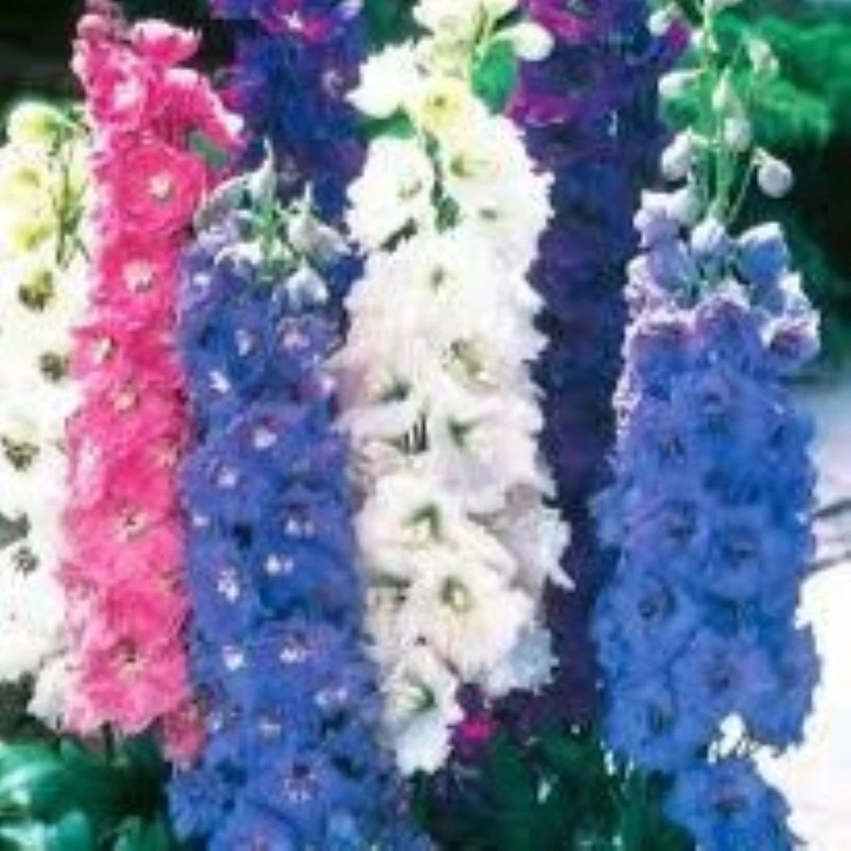 Ostrôžka poľná zmes farieb - Consolida regalis - predaj semien - 100 ks