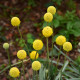 Kraspédia guľovitá Trommelstock - Craspedia globosa - predaj semien - 170 ks