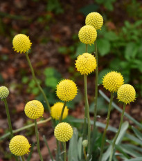 Kraspédia guľovitá Trommelstock - Craspedia globosa - predaj semien - 170 ks