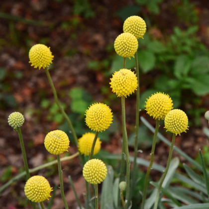 Kraspédia guľovitá Trommelstock - Craspedia globosa - predaj semien - 170 ks