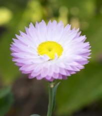 Slamiha biela – Helipterum roseum – predaj semien slamihy