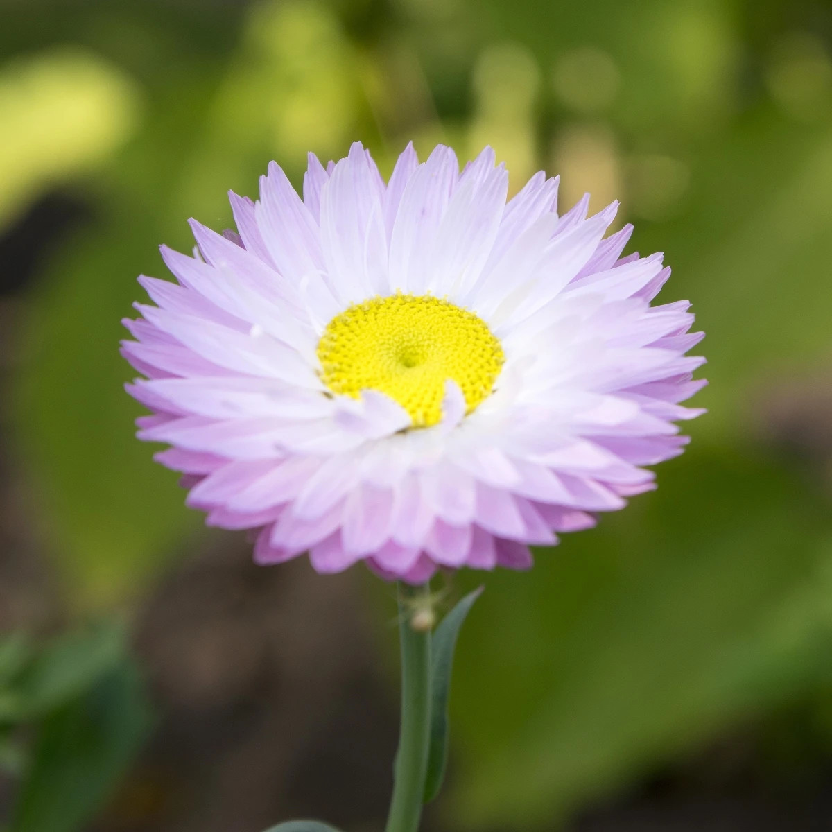 Slamiha biela – Helipterum roseum – predaj semien slamihy