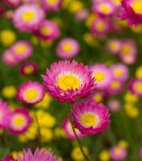 Slamiha ružová - Helipterum roseum - predaj semien - 0,5 g