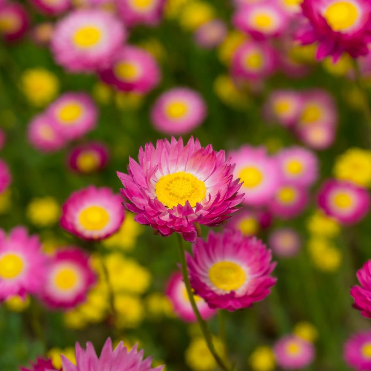 Slamiha ružová - Helipterum roseum - predaj semien - 0,5 g