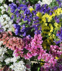 Limonka zohnutá QIS zmes farieb - Limonium sinuatum - predaj semien - 50 ks