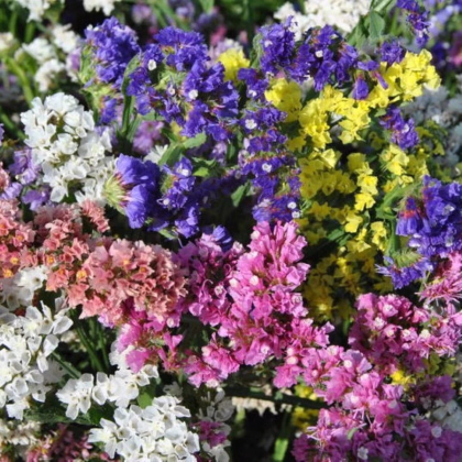 Limonka zohnutá QIS zmes farieb - Limonium sinuatum - predaj semien - 50 ks