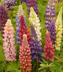 Lupina Russel Mix – Lupinus polyphyllus – predaj semien lupiny