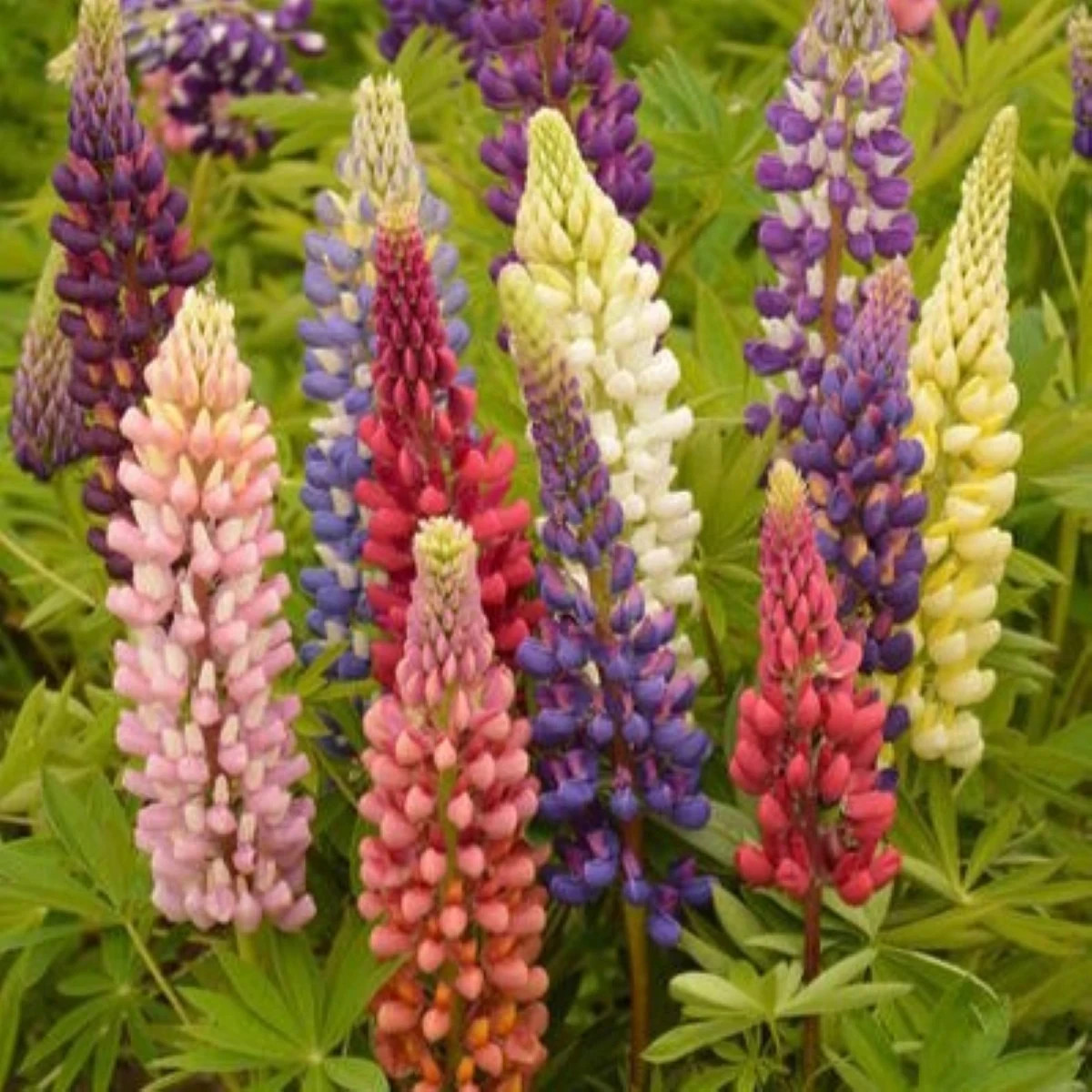 Lupina Russel Mix – Lupinus polyphyllus – predaj semien lupiny