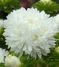 Astra King Size White - Callistephus chinensis - predaj semien - 50 ks