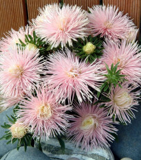 Astra čínska Starlight Light Pink - Callistephus chinensis - predaj semien - 50 ks