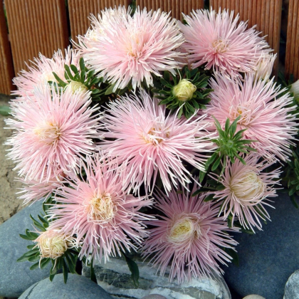 Astra čínska Starlight Light Pink - Callistephus chinensis - predaj semien - 50 ks