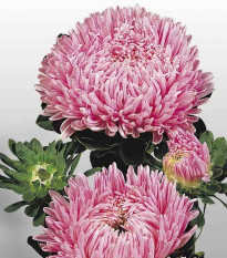 Astra čínska Matador Salmon Pink - Callistephus chinensis - predaj semien - 50 ks