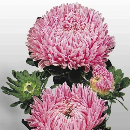 Astra čínska Matador Salmon Pink - Callistephus chinensis - predaj semien - 50 ks