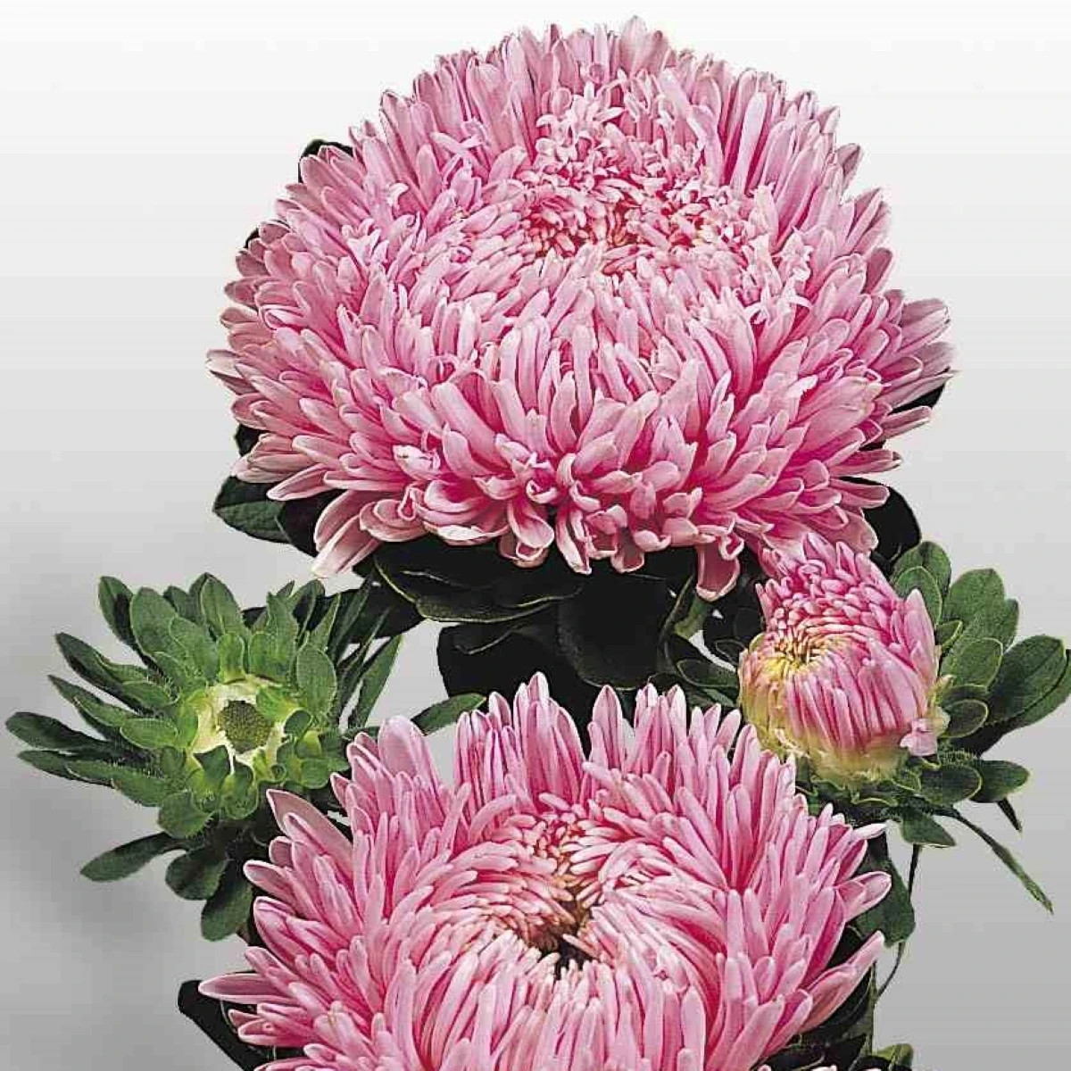 Astra čínska Matador Salmon Pink - Callistephus chinensis - predaj semien - 50 ks