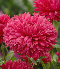 Astra čínska King Size Red - Callistephus chinensis - predaj semien - 50 ks