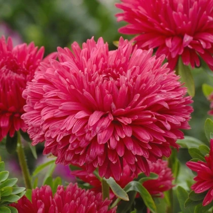 Astra čínska King Size Red - Callistephus chinensis - predaj semien - 50 ks
