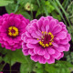 Cínia pôvabná Purple Prince - Zinnia elegans - predaj semien - 50 ks