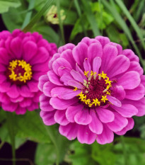Cínia pôvabná Purple Prince - Zinnia elegans - predaj semien - 50 ks