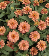 Cínia pôvabná plnokvetá ružová Profusion Double Deep Salmon - Zinnia elegans - predaj semien - 15 ks