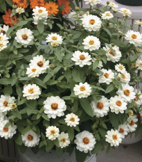 Cínia pôvabná plnokvetá biela Profusion Double White - Zinnia elegans - predaj semien - 15 ks